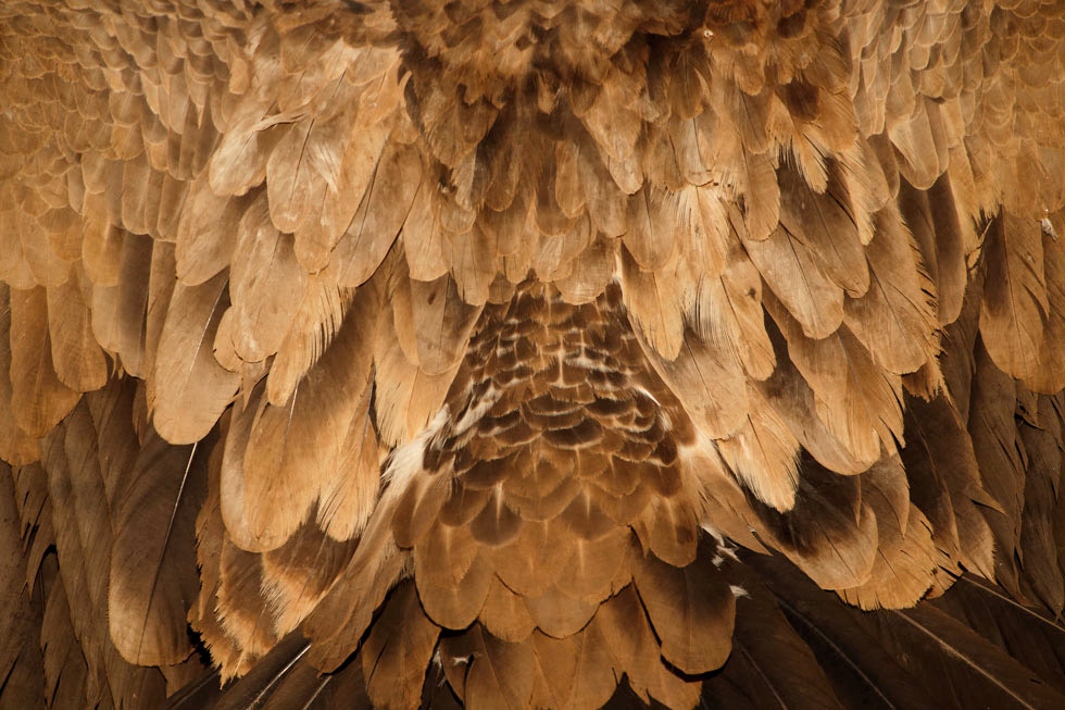 Un detalle del plumaje del buitre